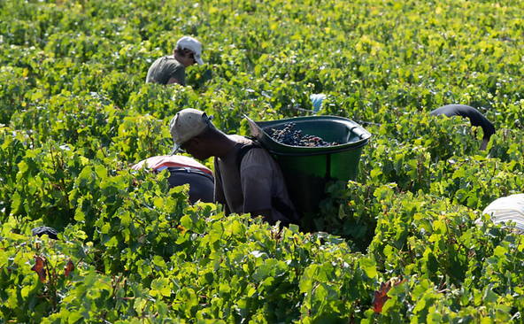Le Bordelais, en crise, appelle à l'aide pour arracher des vignes