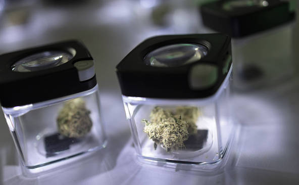 Essai-pilote: la Cannabinothèque ouvrira en décembre 2023