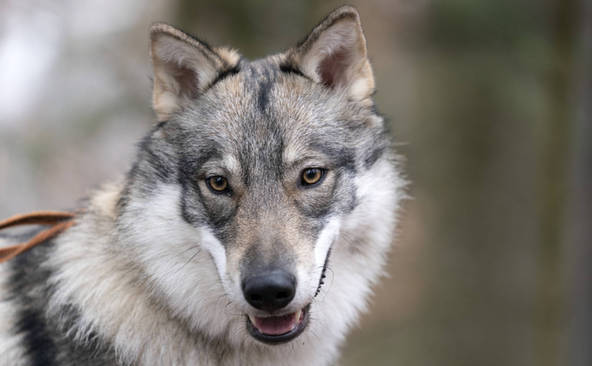 La croissance de la population de loups a pu être freinée en Suisse