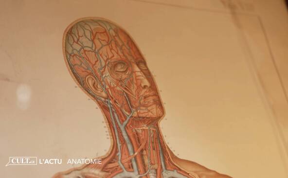 Tout, tout, tout: vous saurez tout sur l’anatomie
