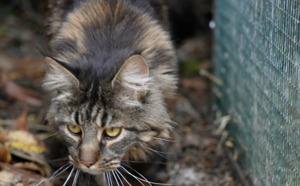 SOS Chats, 33 ans au chevet des félidés