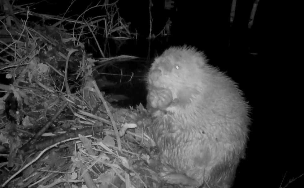 Genève Grandeur Nature