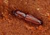 Des coléoptères rares dans les forêts fribourgeoises
