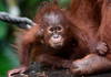 La Malaisie veut s'essayer à la « diplomatie de l'orang-outan »