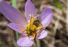 Nouvelle liste rouge: 45% des abeilles sauvages menacées