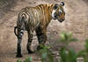 Une première: l'Inde enverra des tigres au Cambodge