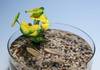 EPFL: des robots aquatiques faits de nourriture pour poissons