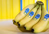 Panama: Chiquita annonce des licenciements liés à la grève