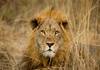Un lion tue un touriste dans un lodge de safari en Namibie
