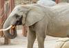 L'éléphante Heri est morte au zoo de Bâle à près de 50 ans