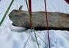 Un chihuahua guide les secours vers un homme dans une crevasse