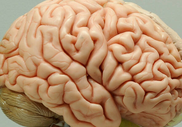 Le cerveau pourra être cartographié avec une meilleure résolution