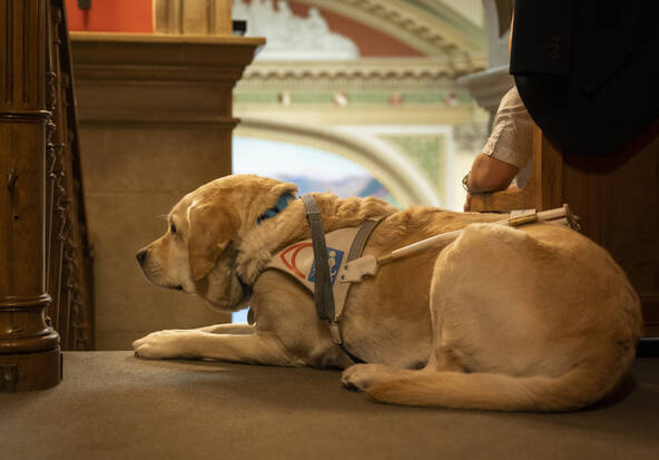 Régler la certification des formateurs de chiens d'assistance