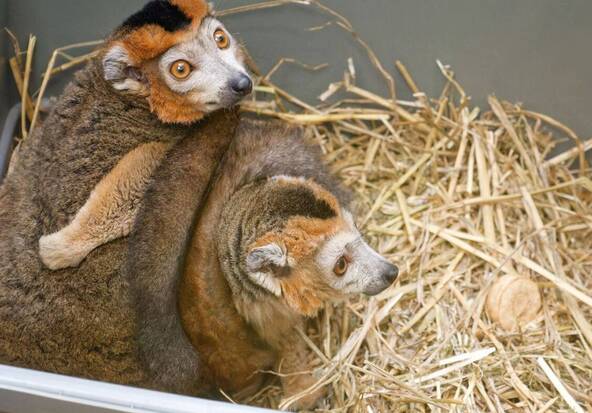Le zoo de Servion reçoit deux lémurs couronnés, uniques en Suisse