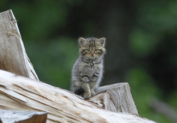 Des chatons sylvestres recueillis par erreur ont été relâchés