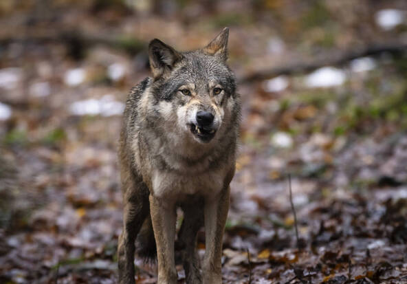 Un tribunal suédois bloque l'abattage de loups prévu pour 2026