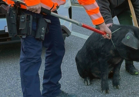 Un cochon en goguette paralyse le trafic à Coire