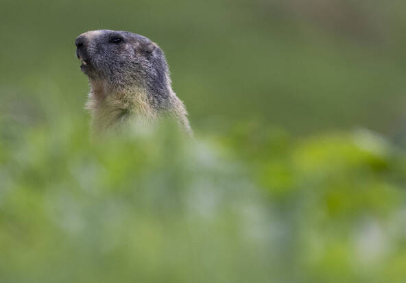 Le WWF désigne les gagnants et perdants 2025 du règne animal