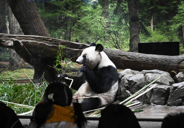 A Tokyo, des admirateurs font leurs adieux aux deux pandas