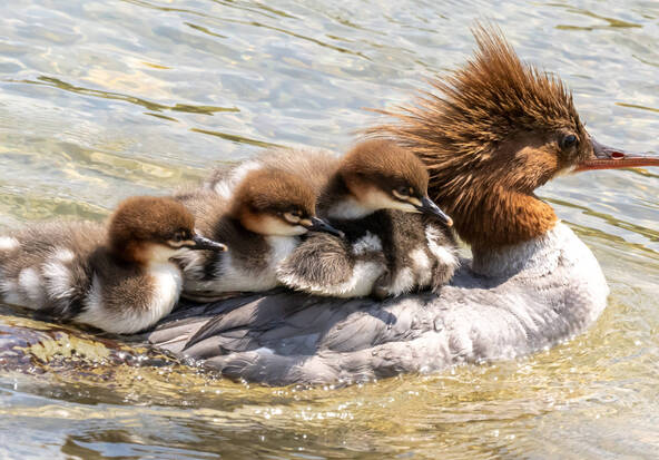 Le tir de l'oiseau harle bièvre, protégé en Suisse, est controversé