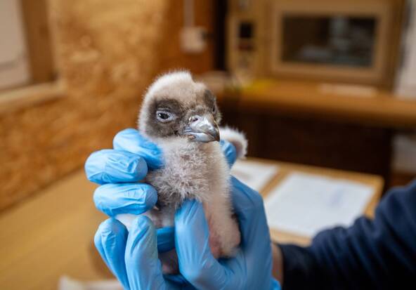 Eclosion artificielle d'oeufs de gypaètes barbus à Goldau (SZ)