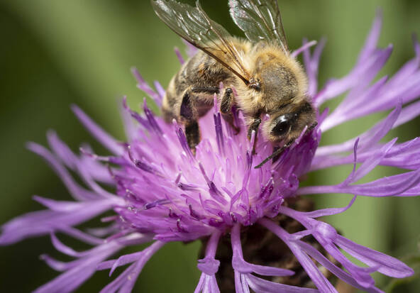 Inscrire la protection des pollinisateurs dans la Constitution