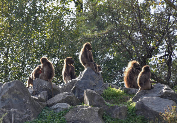 Le zoo de Zurich euthanasie dix singes Géladas en surnombre