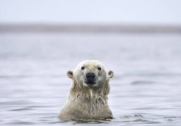 La banquise de l'Arctique à l'un des niveaux les plus bas mesurés