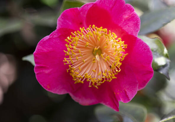 Le printemps commence avec l'exposition de camélias à Locarno