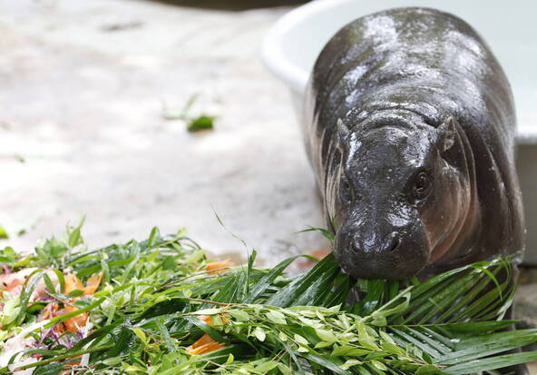 Thaïlande: un homme dans l'enclos d'une hippopotame star