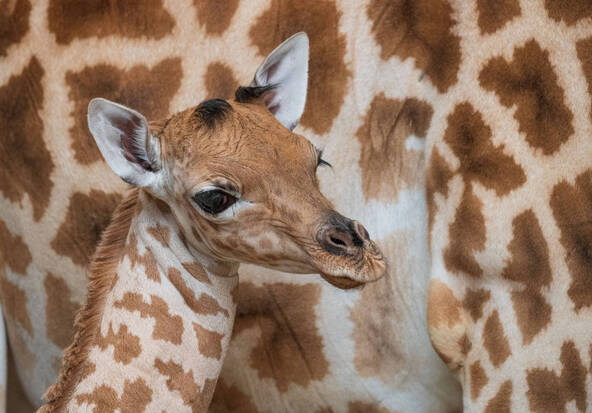 Naissance d'une petite girafe du Kordofan au zoo de Bâle