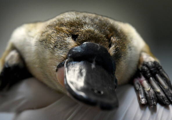 L'ornithorynque a des réservoirs de mélanine d'oiseaux