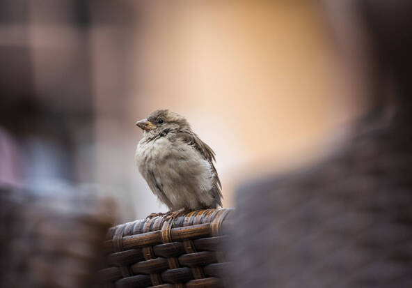 Les moineaux, des oiseaux proches des humains mais en déclin