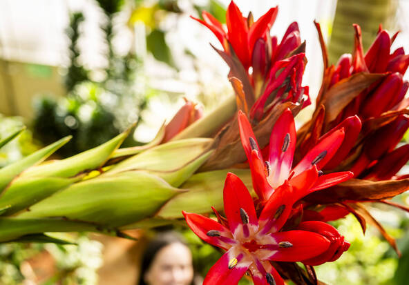 Une Doryanthes palmeri en fleur au Jardin botanique de Genève