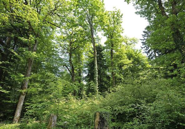 Protégée depuis 150 ans, la forêt reste toutefois sous pression