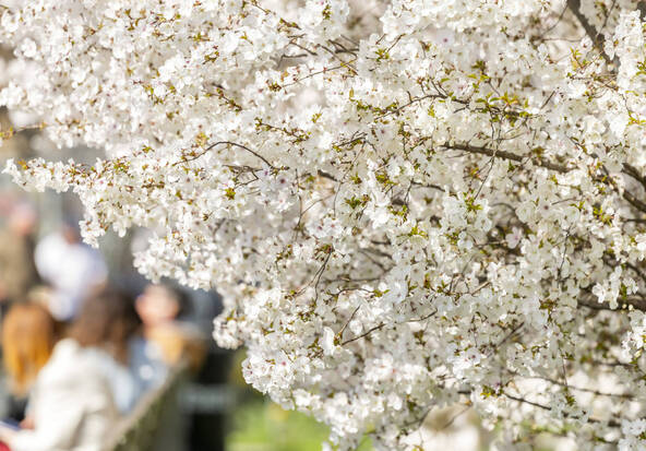 Des balades thématiques pour découvrir la Ville de Genève autrement