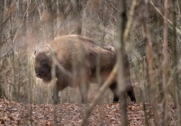 Trois bisons percutés par un train en Pologne