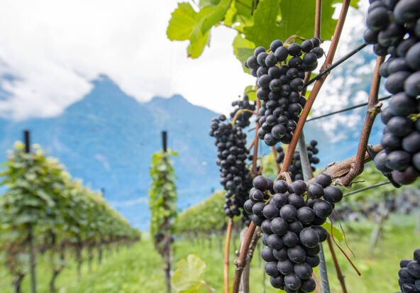 Le pinot noir actuel était déjà cultivé en France au Moyen-Age