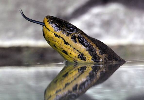 Italie: saisie d'anacondas, de pythons et de boas