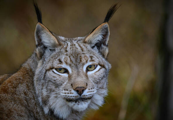 Une Alsacienne jugée pour avoir tué un lynx pour sa poule
