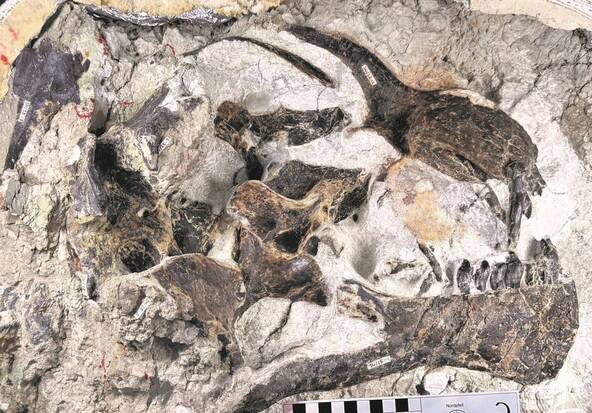 Une équipe suisse découvre un rare crâne de jeune dinosaure
