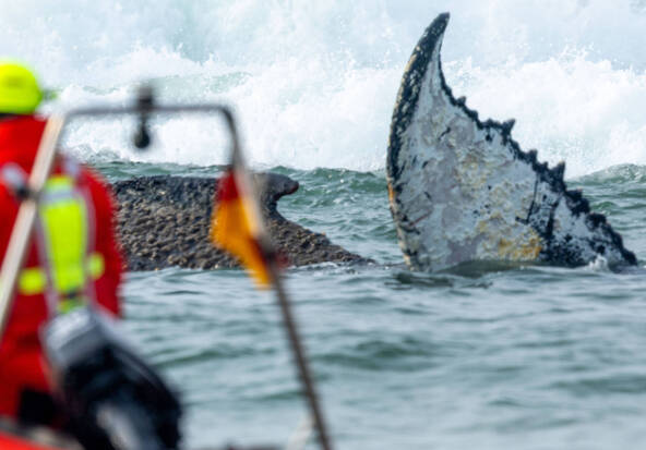 Allemagne: la baleine de nouveau coincée sur la côte baltique