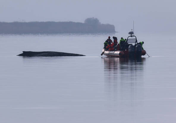 Berlin cesse d'essayer de sauver la baleine échouée en mer Baltique