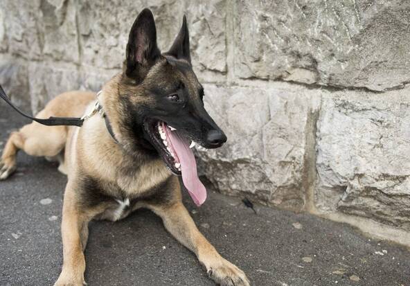 Brésil: saisie record de cannabis grâce à un chien renifleur