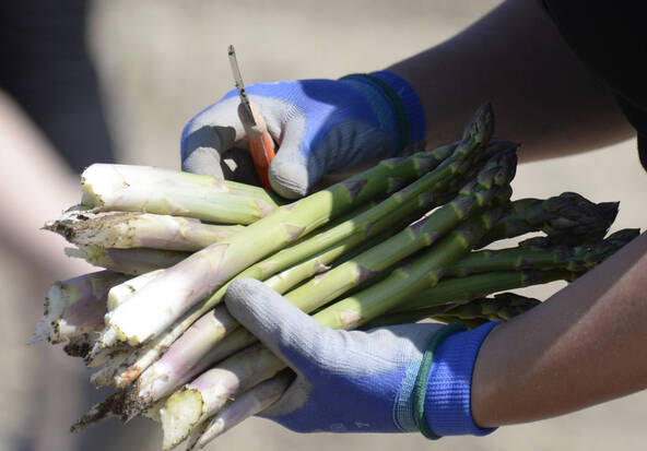 La saison des récoltes d'asperges suisses a commencé