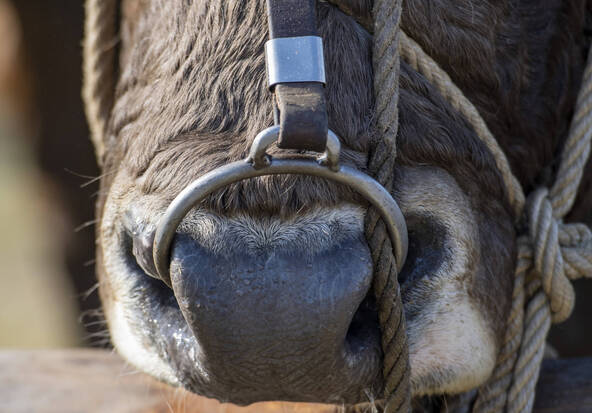 Un taureau tue un ouvrier agricole à Palézieux-Village (VD)