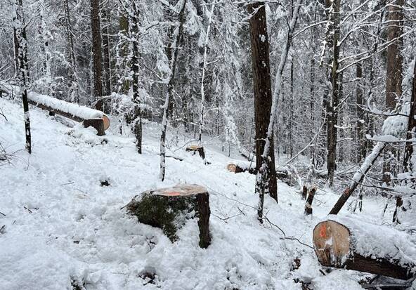 Des jeunes abattent illégalement des arbres dans une forêt grisonne