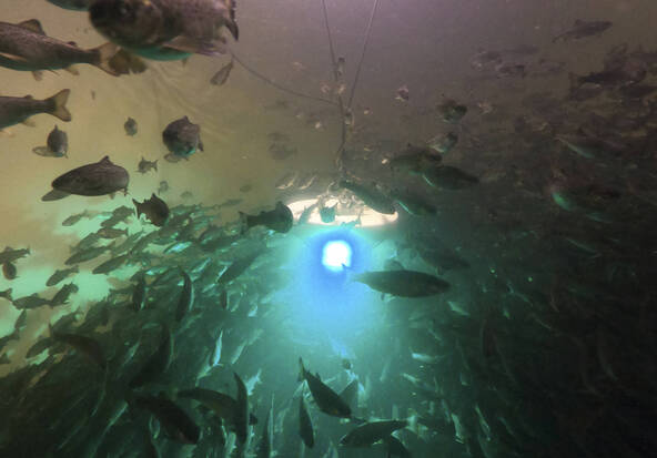 Les saumons exposés à la cocaïne nagent plus que la normale (étude)