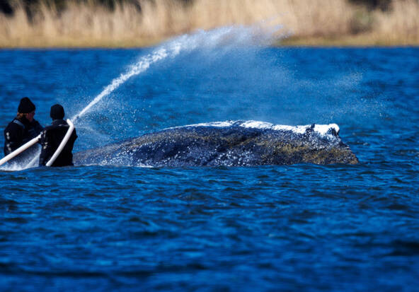 Une baleine échouée révèle les divisions de la société allemande