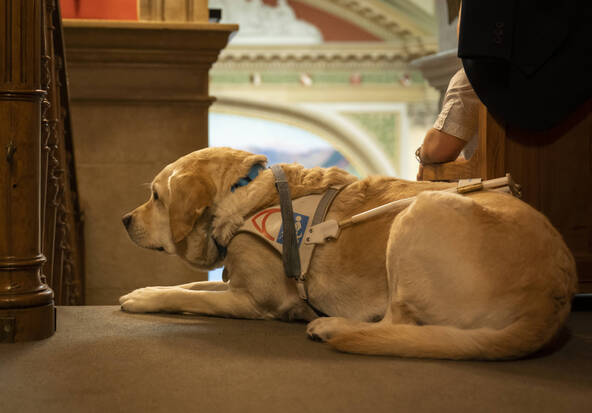 Régler la certification des formateurs de chiens d'assistance